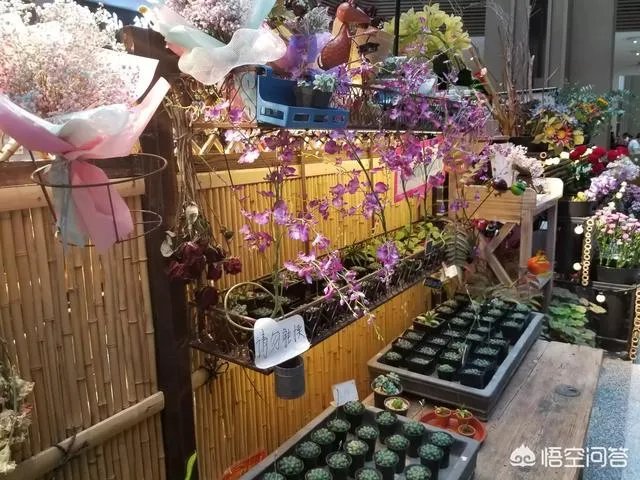 自驾游，你遇到过艳遇吗？哪里的景区才能遇到？