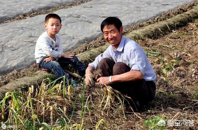 大蒜种植用什么肥料？