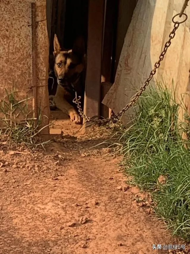 农业农村部征求意见：狗为伴侣动物拟禁食。你怎么看？