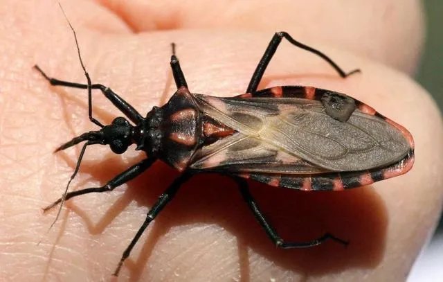 各种益虫大全图片？