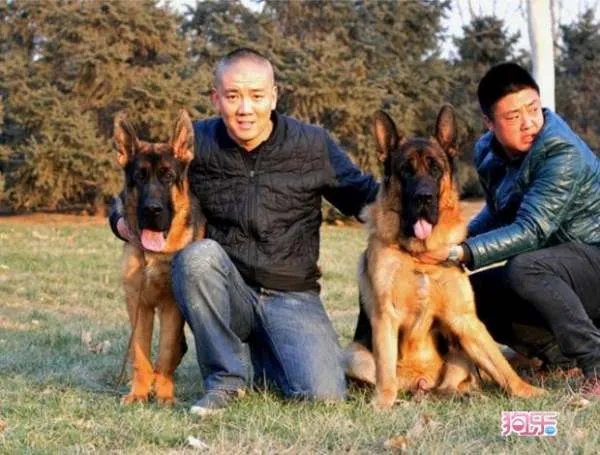 民间德牧的体态特征