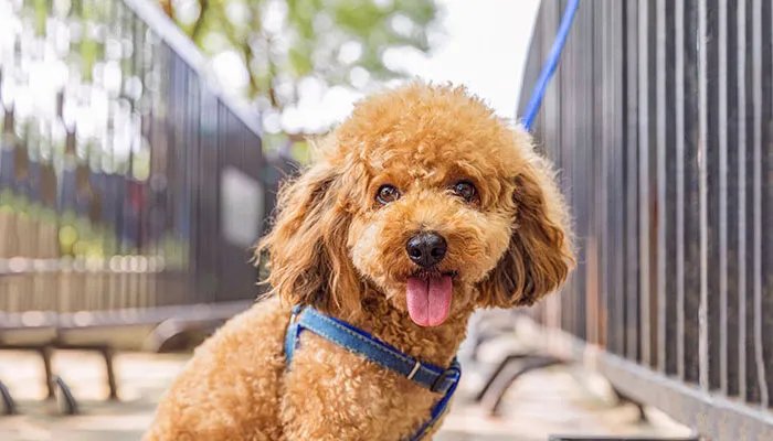 比熊和泰迪的区别