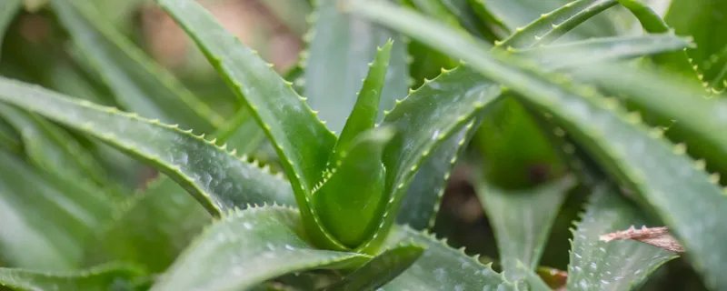 芦荟的养殖方法和注意事项 芦荟的养殖方法和注意事项有哪些
