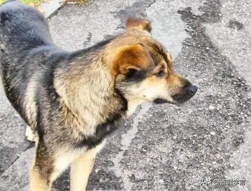 农业农村部征求意见：狗为伴侣动物拟禁食。你怎么看？