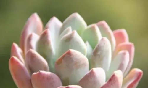 多肉的特点有哪些