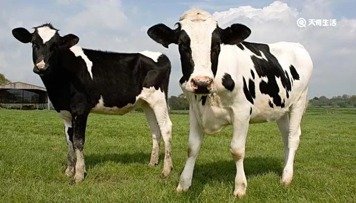 奶牛分公母吗