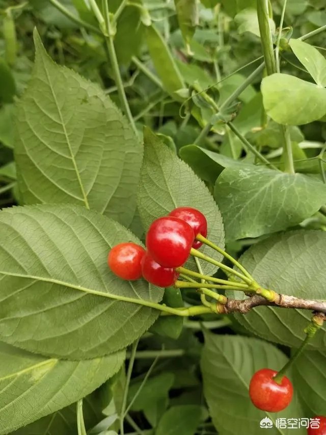 樱桃可以在农村的阳台上栽种吗？