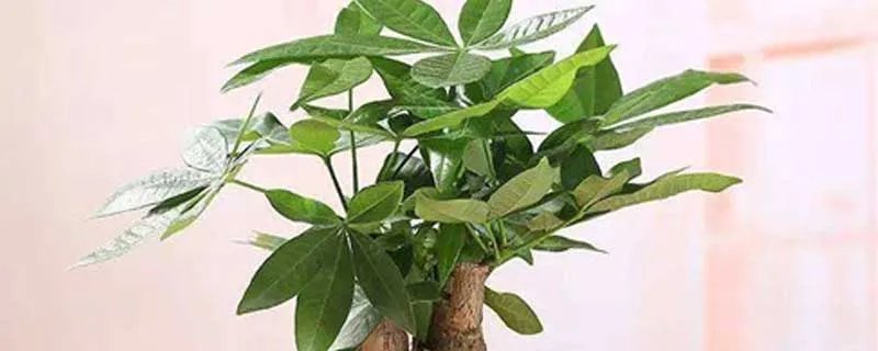 发财树叶子发黄怎么办? 发财树发黄的处理办法