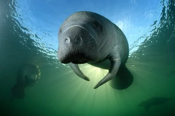 世界上真有美人鱼存在吗？