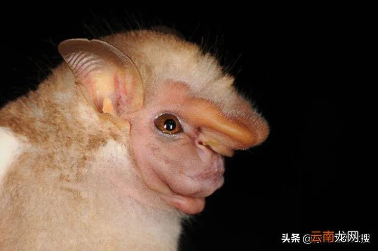 10种长相怪异的逆天蝙蝠 金冠飞狐的真实图片( 二 )