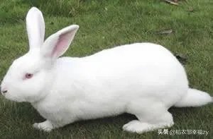 种兔该怎么养殖？
