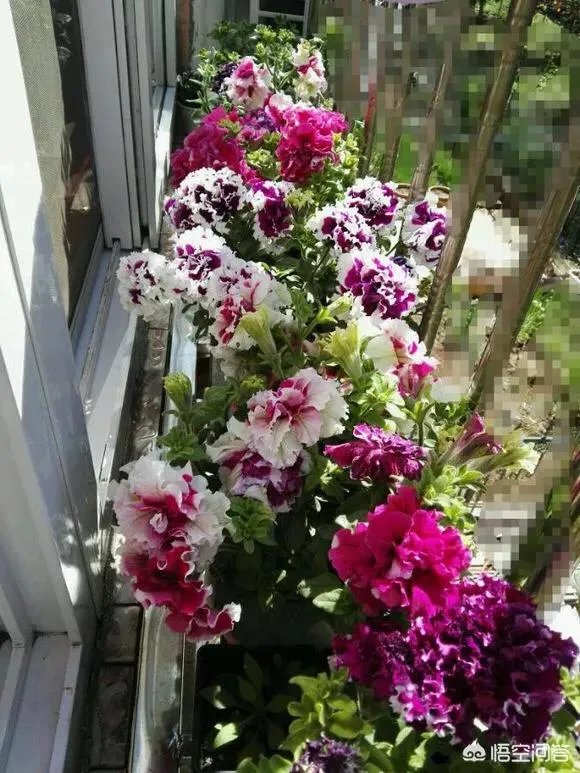 一年生花卉有哪些？