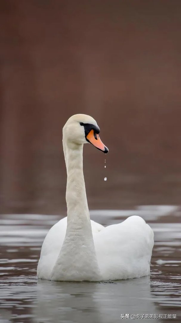 鸭子吃蝗虫吗？