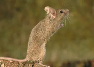 玉兔出宫有带宝打一生肖是哪个？