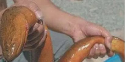 世界上最大的黄鳝，长1.5米重36斤