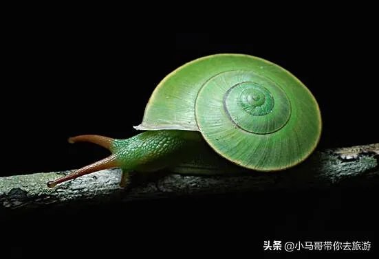 世界上牙齿最多的动物是什么？