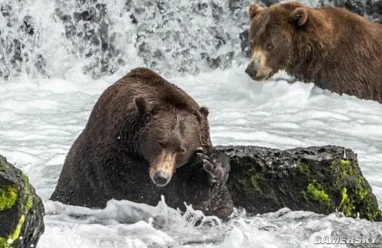 美国动物园举办“胖熊”比赛 冬眠前后对比照惊人