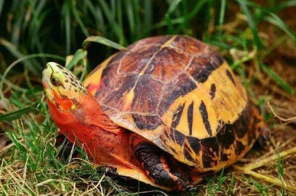 中国十大名贵乌龟 金钱龟上榜,第一被誉为“千年神龟”