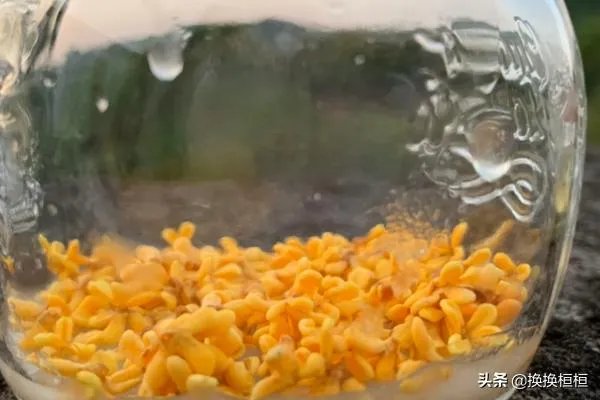 桂花蜜的制作方法？