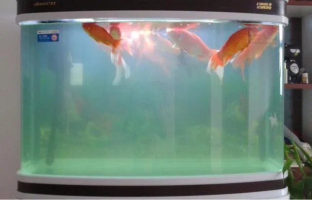 鱼缸水浑浊原因和解决方案