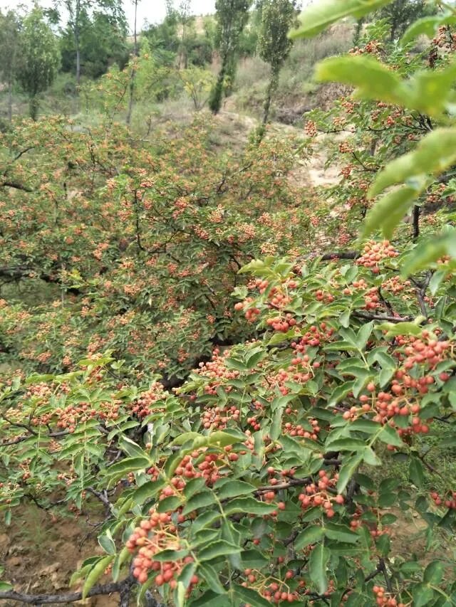 种花椒前景如何?