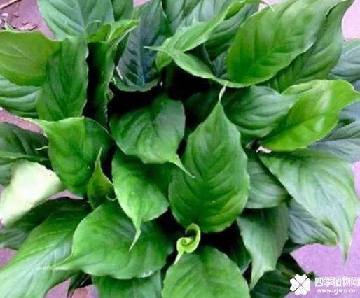 万年青的象征意义是什么?