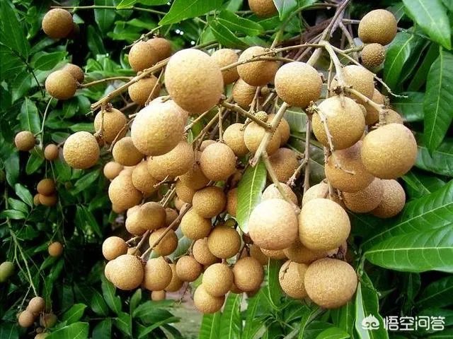 中国最出名的龙眼产地是哪里