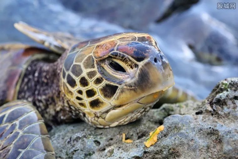 金钱龟多少钱一只 2020年价格一览表