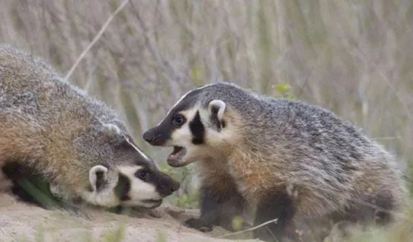 狗獾子是什么和什么生的