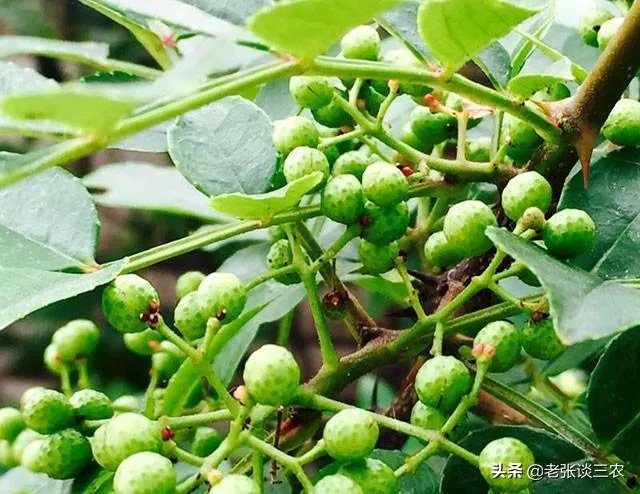 种花椒前景如何？