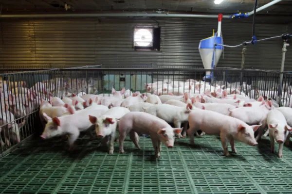 中国前十大猪饲料品牌