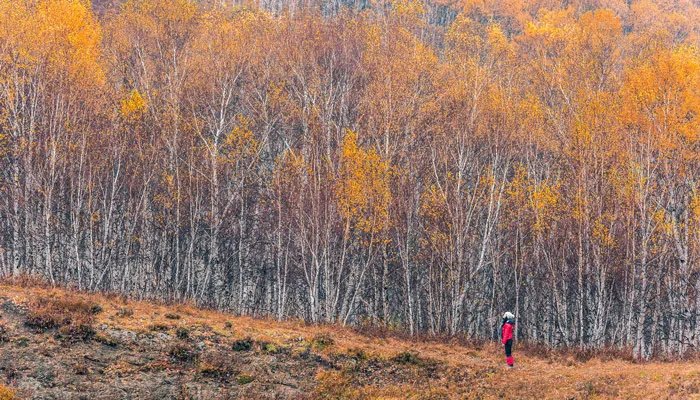 白杨树的特点 白杨树有哪些特点