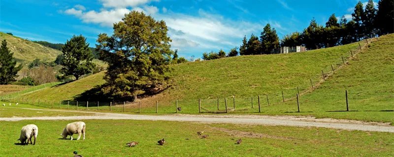 骑在羊背上的国家是指哪个国家