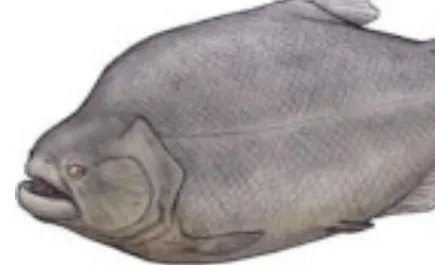 在世界上的动植物当中，帕兰巨食人鱼的咬合力有多强大？