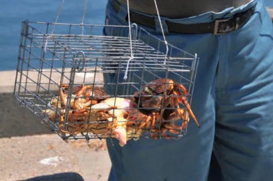 自制捕蟹笼图解