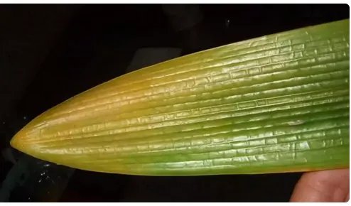 君子兰的叶子发黄了要怎么办?