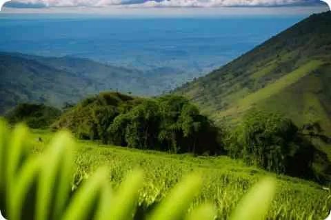 蕾米莉亚·斯卡雷特详细资料大全