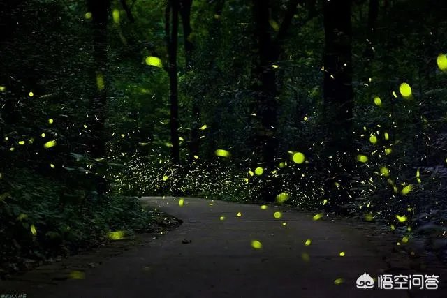萤火虫是不是灭绝了?