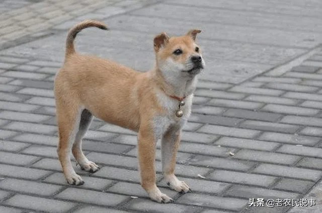 农业农村部征求意见：狗为伴侣动物拟禁食。你怎么看？