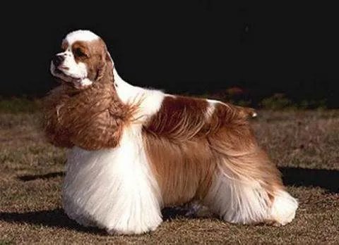 如何区别美国可卡和英国可卡？