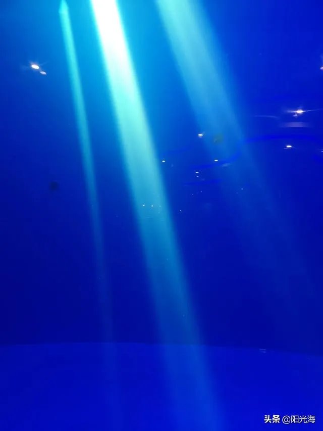 日照海洋公园门票多少钱？里边好玩吗？