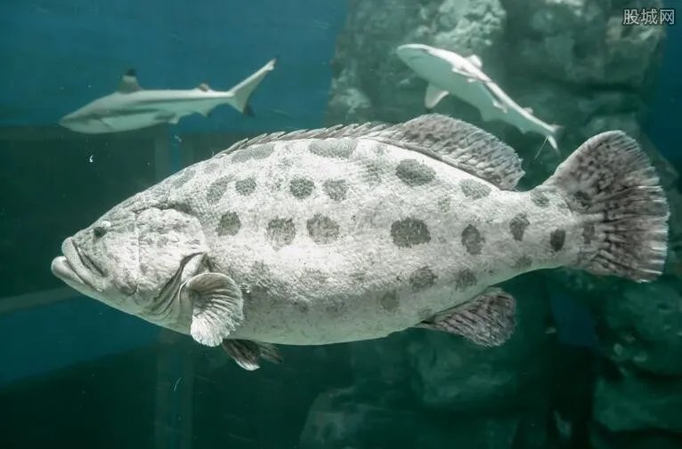 石斑鱼价格多少 海参石斑鱼多少钱一斤