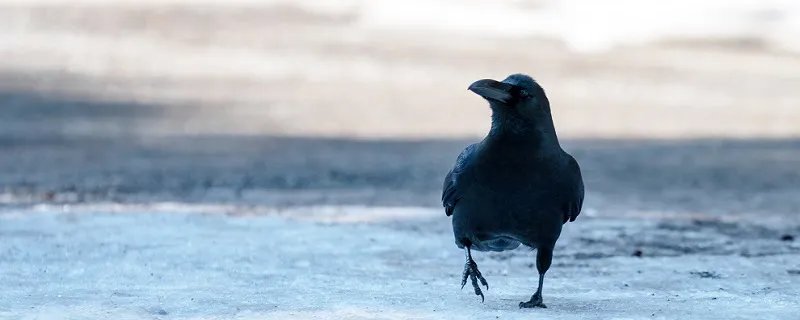 乌鸦反哺的故事