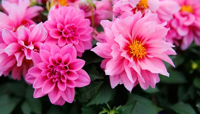 大丽花花语 大丽花的花语