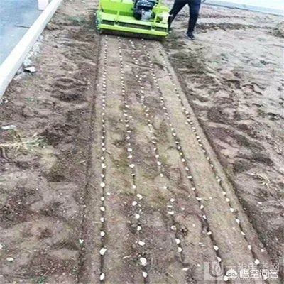 大蒜种植用什么肥料？