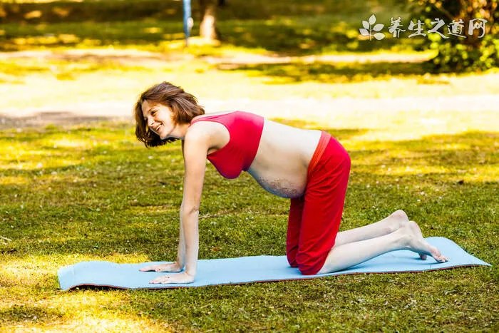 小狗翻肠子的症状