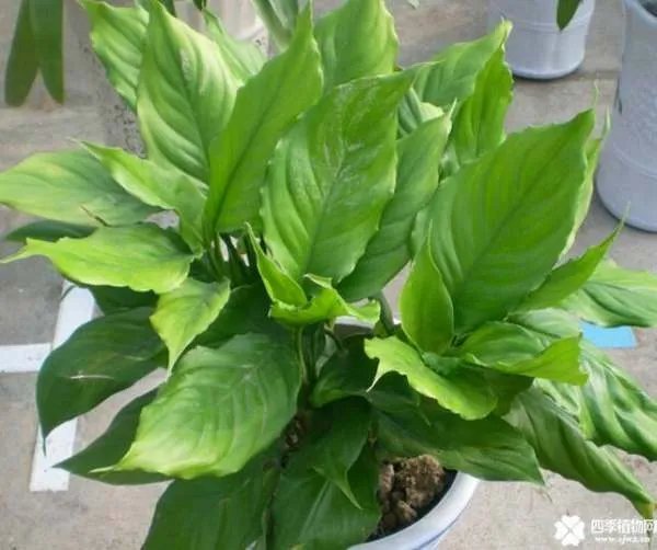 万年青的象征意义是什么?