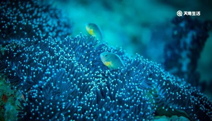 珊瑚是不是生物