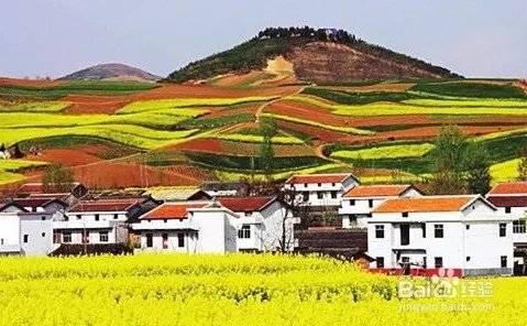 中国最美的油菜花海