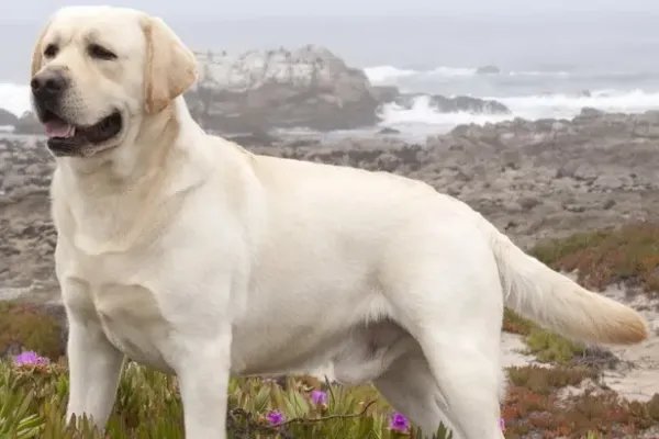 狗的种类介绍及图片